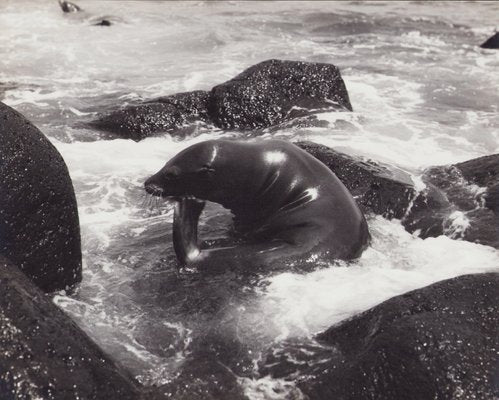 Hanna Seidel, Galápagos Seal, Black and White Photograph, 1960s-DYV-1405601