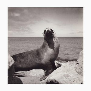 Hanna Seidel, Galápagos Seal, Black and White Photograph, 1960s-DYV-1405598