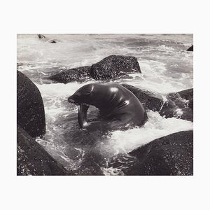 Hanna Seidel, Galápagos Seal, Black and White Photograph, 1960s-DYV-1405601