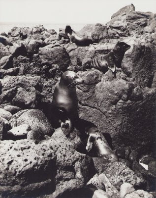 Hanna Seidel, Galápagos Seals, Black and White Photograph, 1960s-DYV-1405602