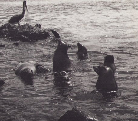 Hanna Seidel, Galápagos Seals, Black and White Photograph, 1960s-DYV-1401404