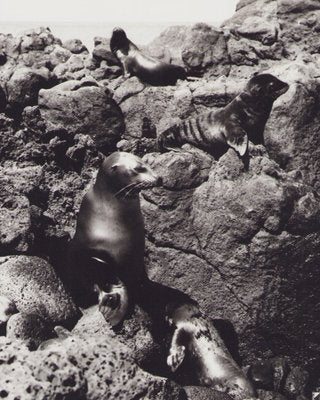 Hanna Seidel, Galápagos Seals, Black and White Photograph, 1960s-DYV-1405602