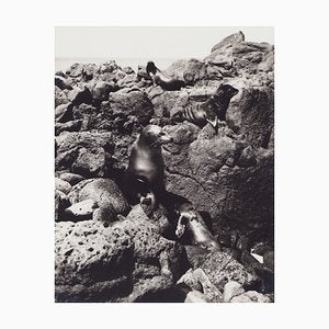 Hanna Seidel, Galápagos Seals, Black and White Photograph, 1960s-DYV-1405602