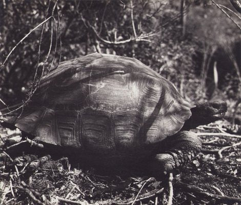 Hanna Seidel, Galápagos Turtle, Black and White Photograph, 1960s-DYV-1405600