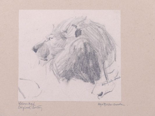 Head of Lion - Original Pencil Drawing by Etha Richter - 1930s 1930s-ZCI-761953