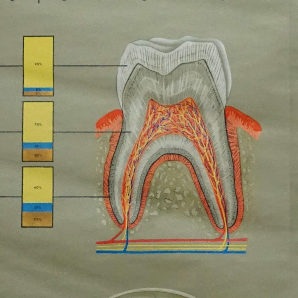 Healthy Teeth Jaw Head Human Body Poster Rollable Wall Chart Print