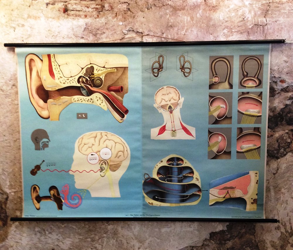 Hearing and Sense of Balance School Chart by Hagemann, Düsseldorf, 1970s