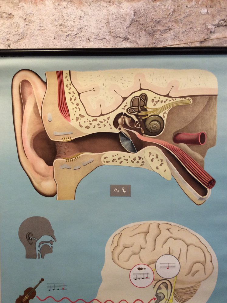 Hearing and Sense of Balance School Chart by Hagemann, Düsseldorf, 1970s