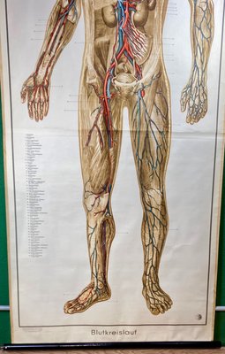 Human Body Poster, 1952-ROJ-1314806