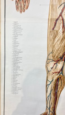 Human Body Poster, 1952-ROJ-1314806