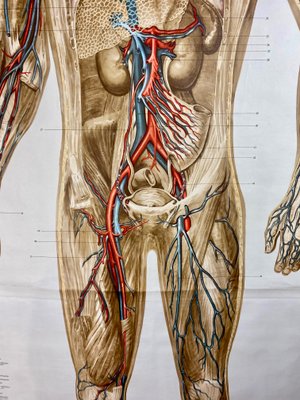 Human Body Poster, 1952-ROJ-1314806