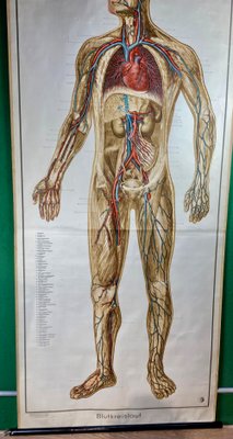 Human Body Poster, 1952-ROJ-1314806