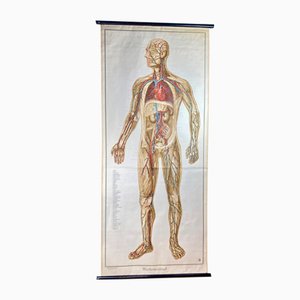 Human Body Poster, 1952-ROJ-1314806