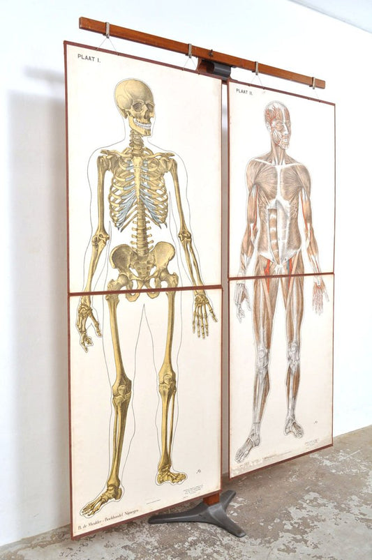 Human Foldable Anatomical Wall Charts, 1920s, Set of 2