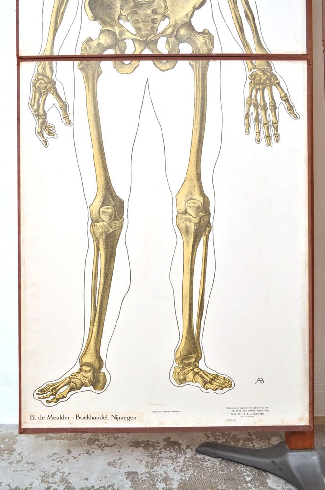 Human Foldable Anatomical Wall Charts, 1920s, Set of 2