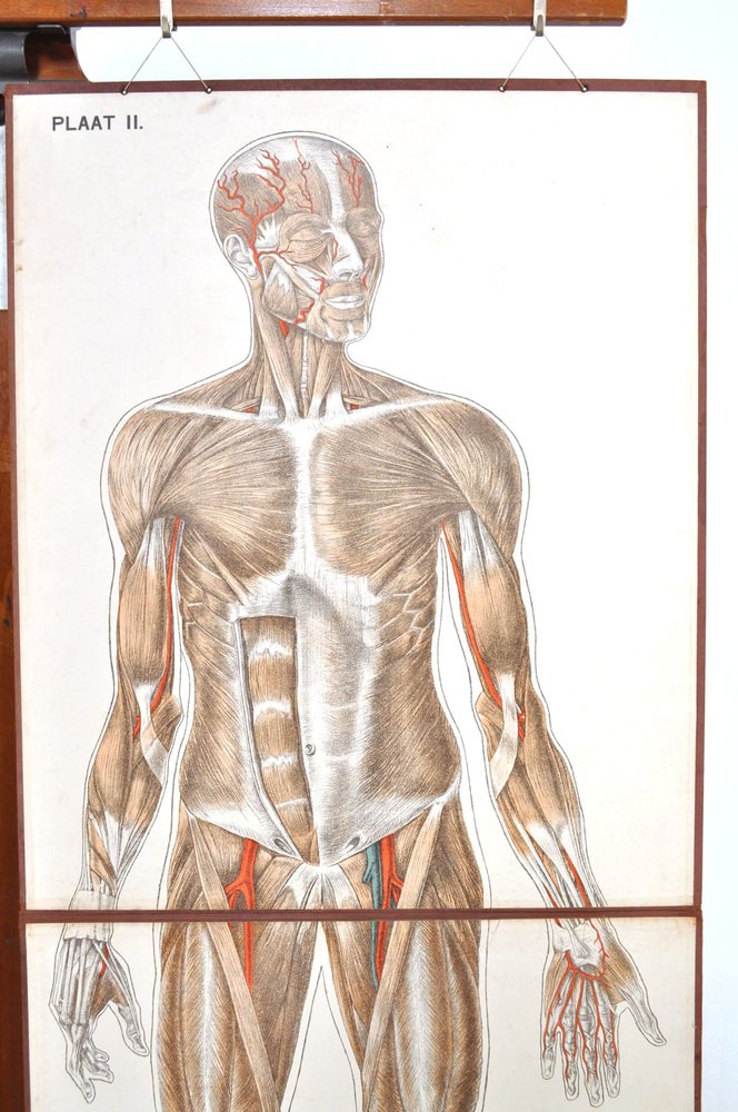 Human Foldable Anatomical Wall Charts, 1920s, Set of 2