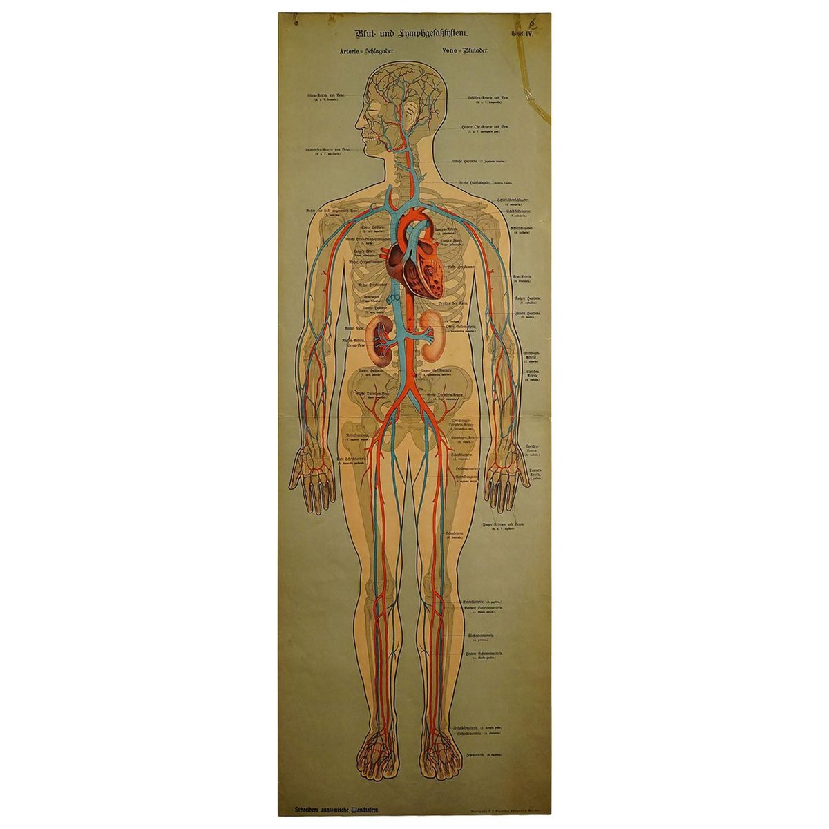 Human Lymphatic and Blood Vessels Anatomical Wall Chart