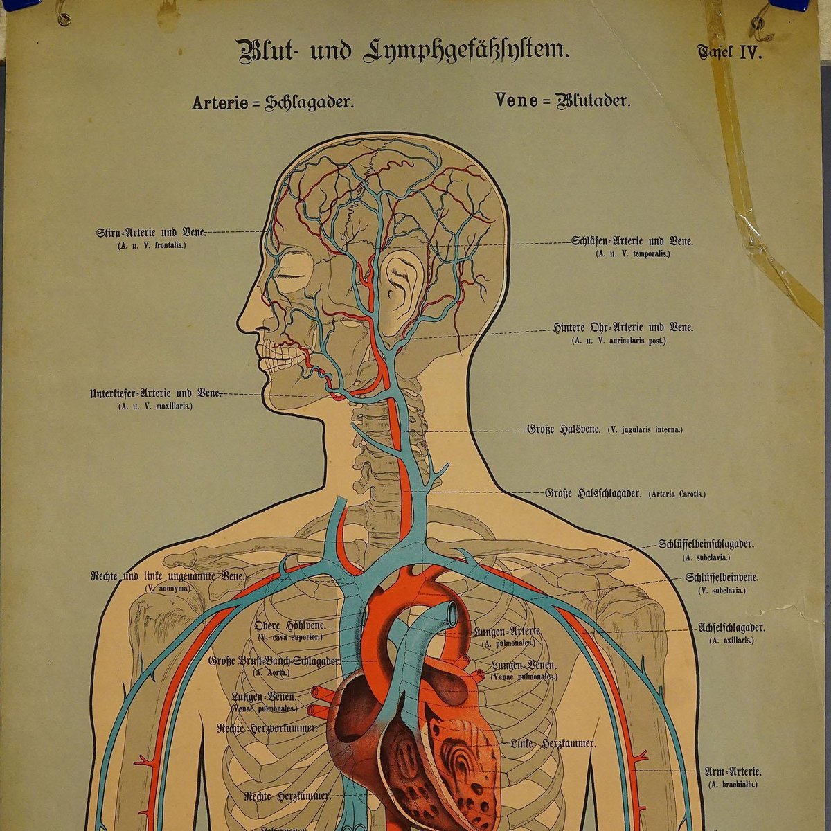 Human Lymphatic and Blood Vessels Anatomical Wall Chart