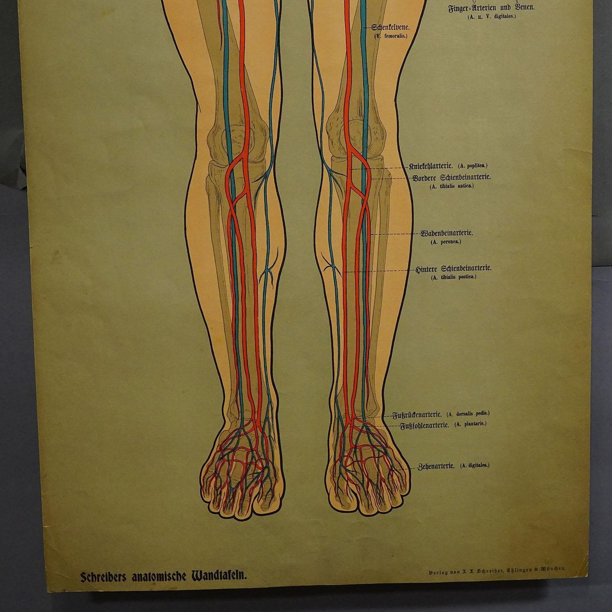 Human Lymphatic and Blood Vessels Anatomical Wall Chart