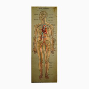 Human Lymphatic and Blood Vessels Anatomical Wall Chart-KJP-1149454