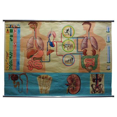 Human Metabolism Body Excretion Water Balance Medical Wall Chart-KJP-1149076