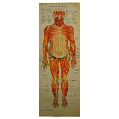 Human Musculature Foldable Anatomical Wall Chart-KJP-1149450