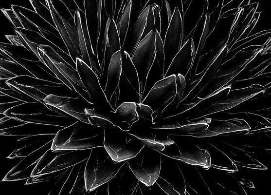 Ian Sanderson, Cactus, Black and White Photographic Fine Art Print, 1989-OBQ-1436945