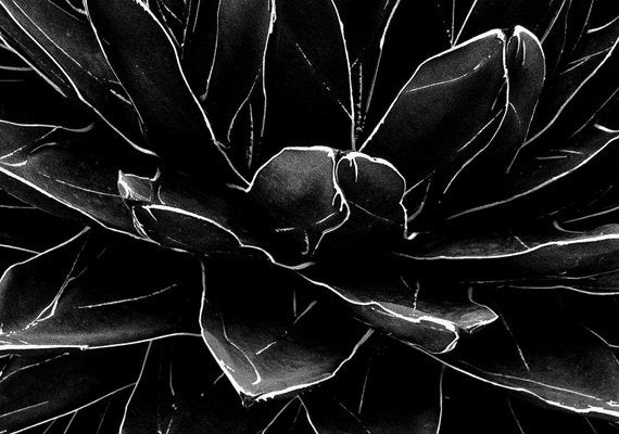 Ian Sanderson, Cactus, Black and White Photographic Fine Art Print, 1989-OBQ-1436945