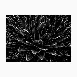 Ian Sanderson, Cactus, Black and White Photographic Fine Art Print, 1989-OBQ-1436945