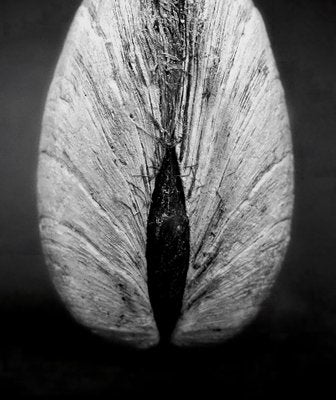 Ian Sanderson, Clam 02, 1984, Photographic Fine Art Print-OBQ-1386522