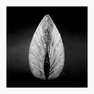 Ian Sanderson, Clam 02, 1984, Photographic Fine Art Print-OBQ-1386522