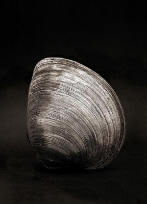 Ian Sanderson, Clam, 1984, Black and White Photographic Fine Art Print-OBQ-1355501