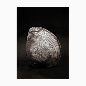 Ian Sanderson, Clam, 1984, Black and White Photographic Fine Art Print-OBQ-1355501