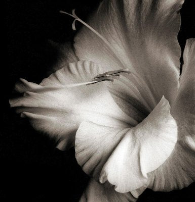 Ian Sanderson, Flowerhead 1, Pigment Print, 1986-OBQ-1565508