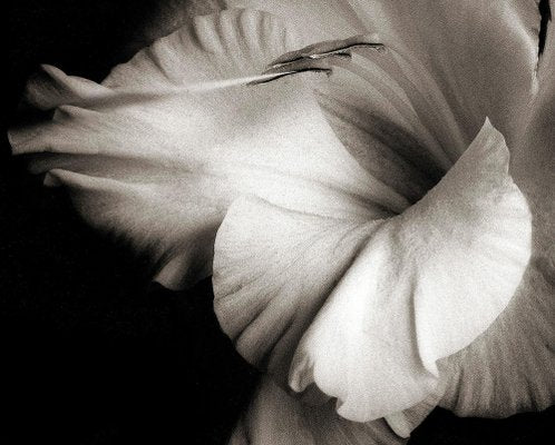 Ian Sanderson, Flowerhead 1, Pigment Print, 1986-OBQ-1565508