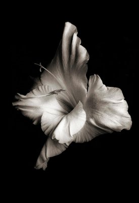 Ian Sanderson, Flowerhead 1, Pigment Print, 1986-OBQ-1565508