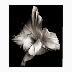 Ian Sanderson, Flowerhead 1, Pigment Print, 1986-OBQ-1565508