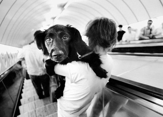 Ian Sanderson, Metro Dog, Archival Pigment Print, 1992-OBQ-928544