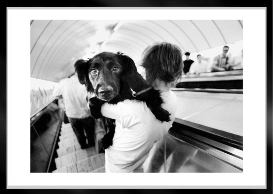 Ian Sanderson, Metro Dog, Archival Pigment Print, 1992-OBQ-928544