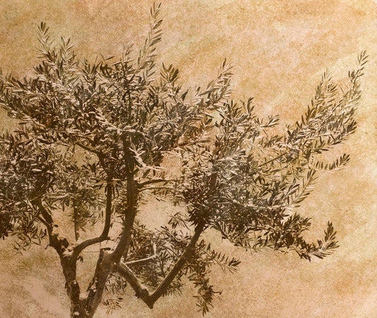 Ian Sanderson, Olive Tree, Limited Edition Fine Art Print, 2012, Paper