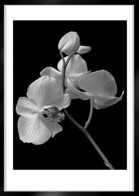 Ian Sanderson, Orchid, 1991, Archival Pigment Print-OBQ-942984