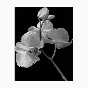 Ian Sanderson, Orchid, 1991, Archival Pigment Print-OBQ-942984