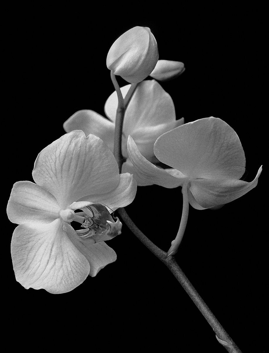 Ian Sanderson, Orchid Archival Pigment Print, 1991, Oversize Black and White Photography