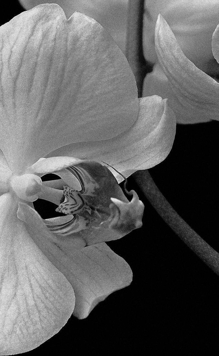 Ian Sanderson, Orchid Archival Pigment Print, 1991, Oversize Black and White Photography