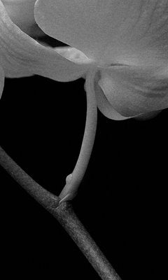 Ian Sanderson, Orchid Archival Pigment Print, 1991, Oversize Black and White Photography