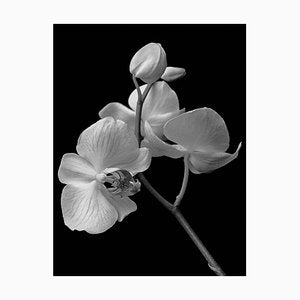 Ian Sanderson, Orchid Archival Pigment Print, 1991, Oversize Black and White Photography-OBQ-928539