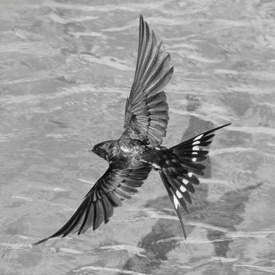 Ian Sanderson, Swallow-Signed Limited Edition, Fine Art Print, Black and White Square Photography, 2015-OBQ-942728