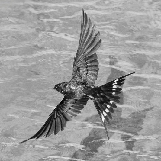 Ian Sanderson, Swallow-Signed Limited Edition, Fine Art Print, Black and White Square Photography, 2015