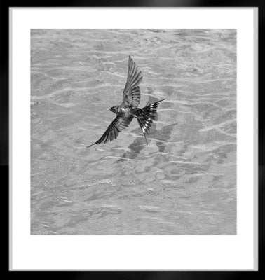 Ian Sanderson, Swallow-Signed Limited Edition, Fine Art Print, Black and White Square Photography, 2015-OBQ-942728