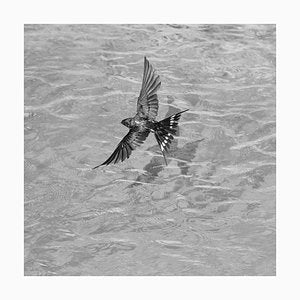 Ian Sanderson, Swallow-Signed Limited Edition, Fine Art Print, Black and White Square Photography, 2015-OBQ-942728